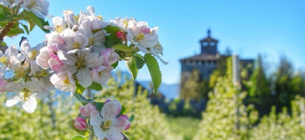 Dal wine trekking al pic nic con gli asini e le passeggiate nei meleti: Aprile dolce fiorire'' entra nel vivo in val di Non